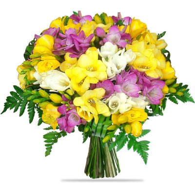 Freesias