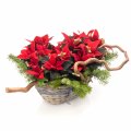 Christmas Poinsettia Basket