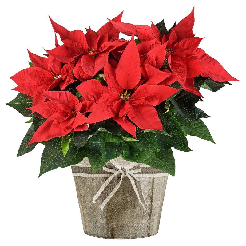 Poinsettia in a pot