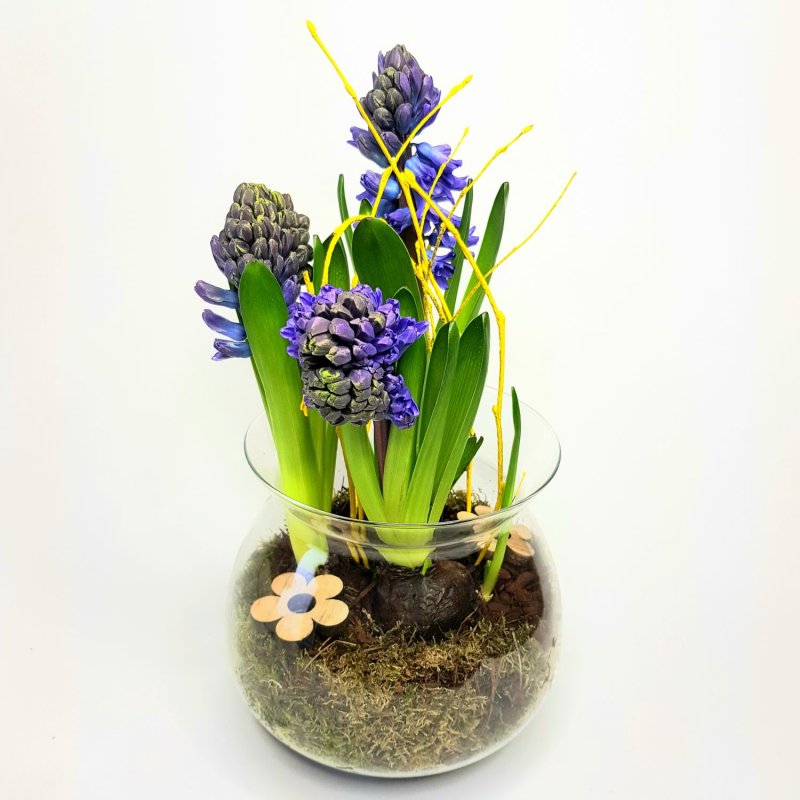 Jarní dekorace hyacint