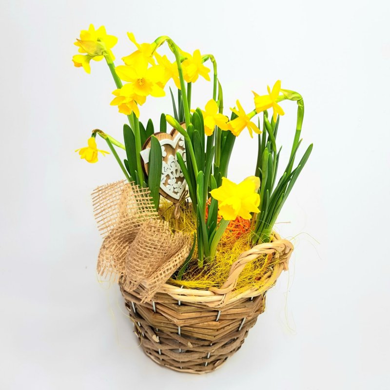 Jarní dekorace narcis
